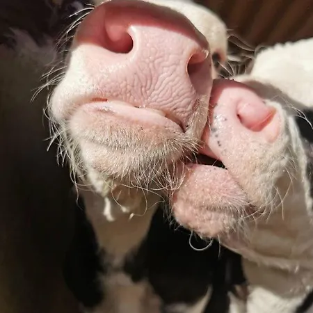 Appartement Gast- Und Milchhof Franz