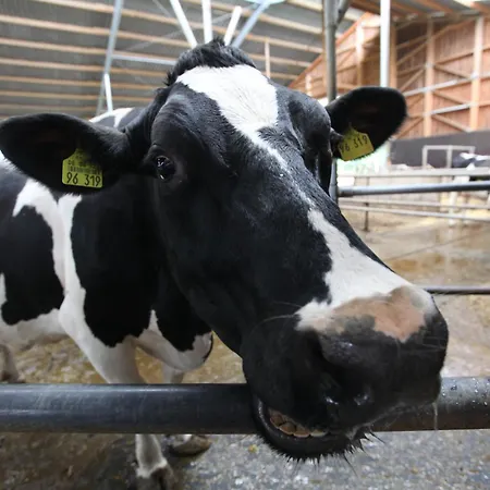 Appartement Gast- Und Milchhof Franz Kirchberg an der Jagst